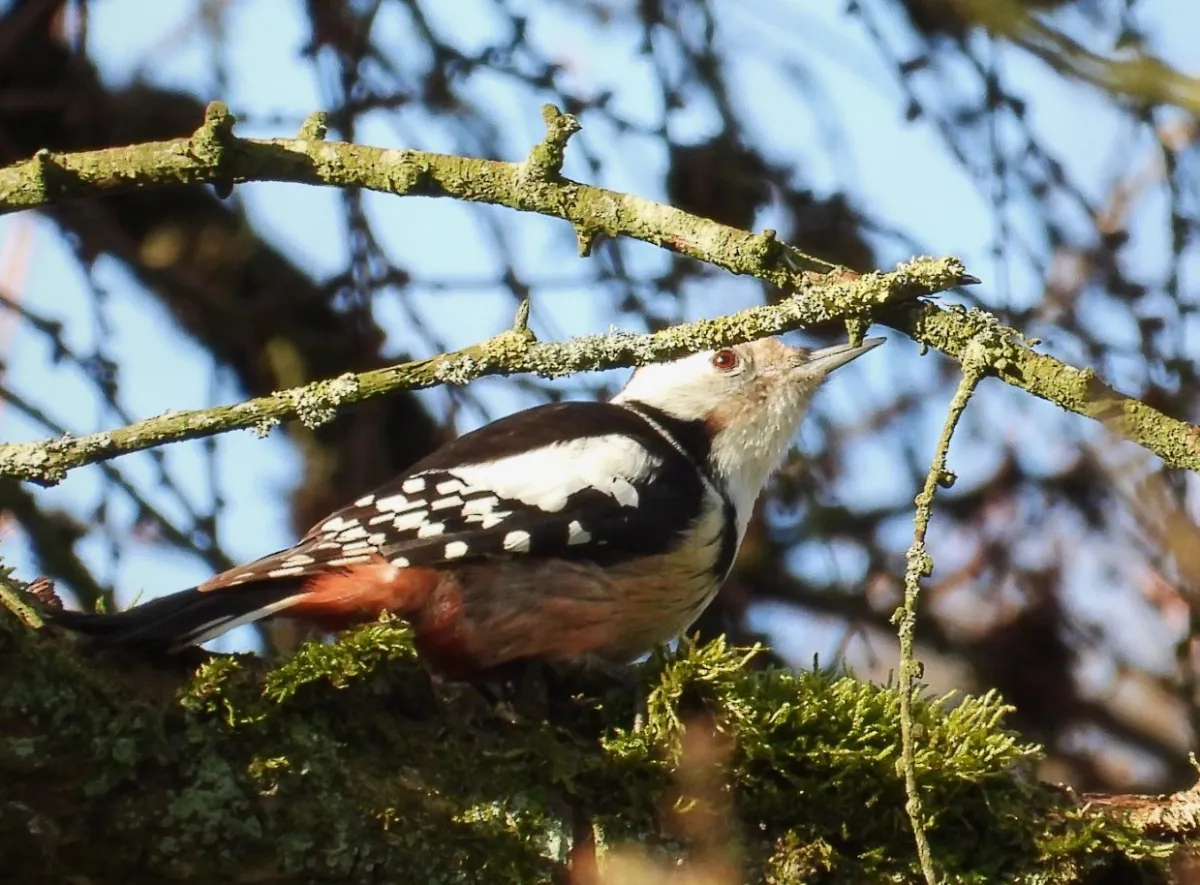Gespotte Middelste bonte specht