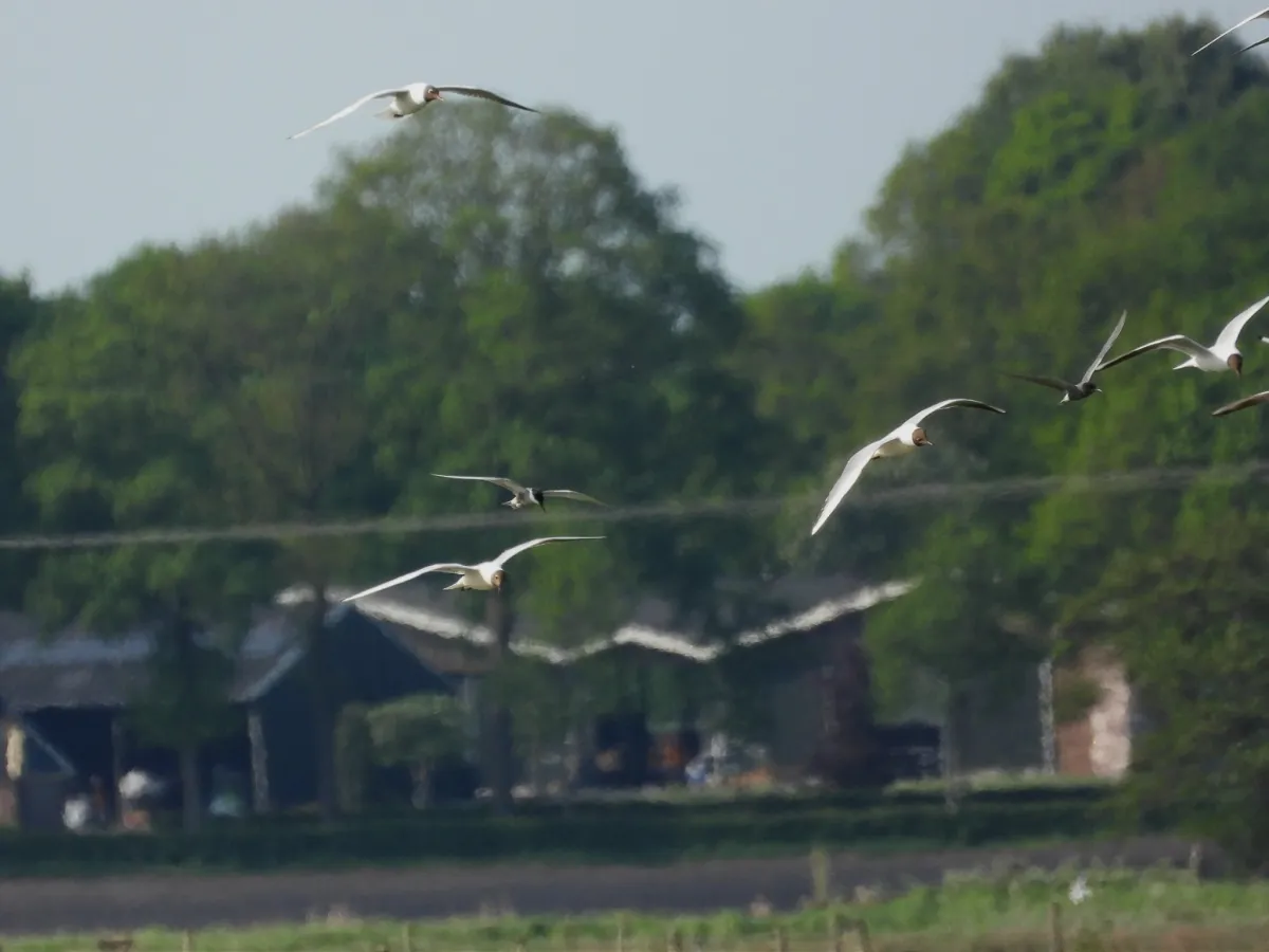 Waargenomen Witwangstern
