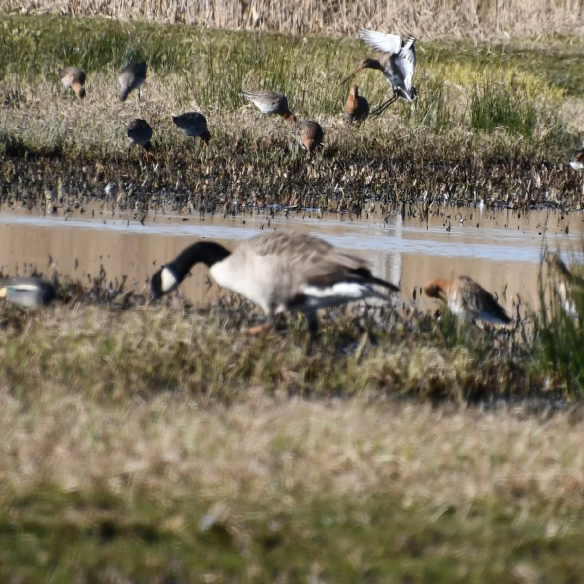 Spotted Canada Goose