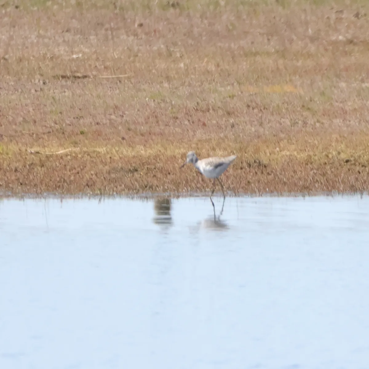 Spotted Common Greenshank