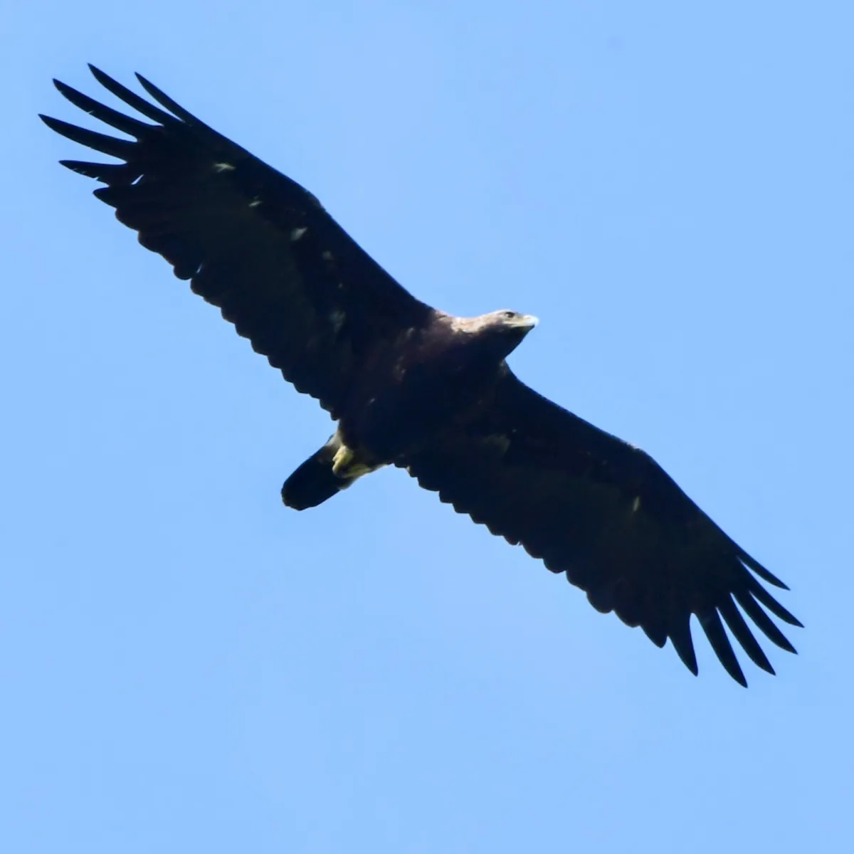 Spotted Imperial Eagle