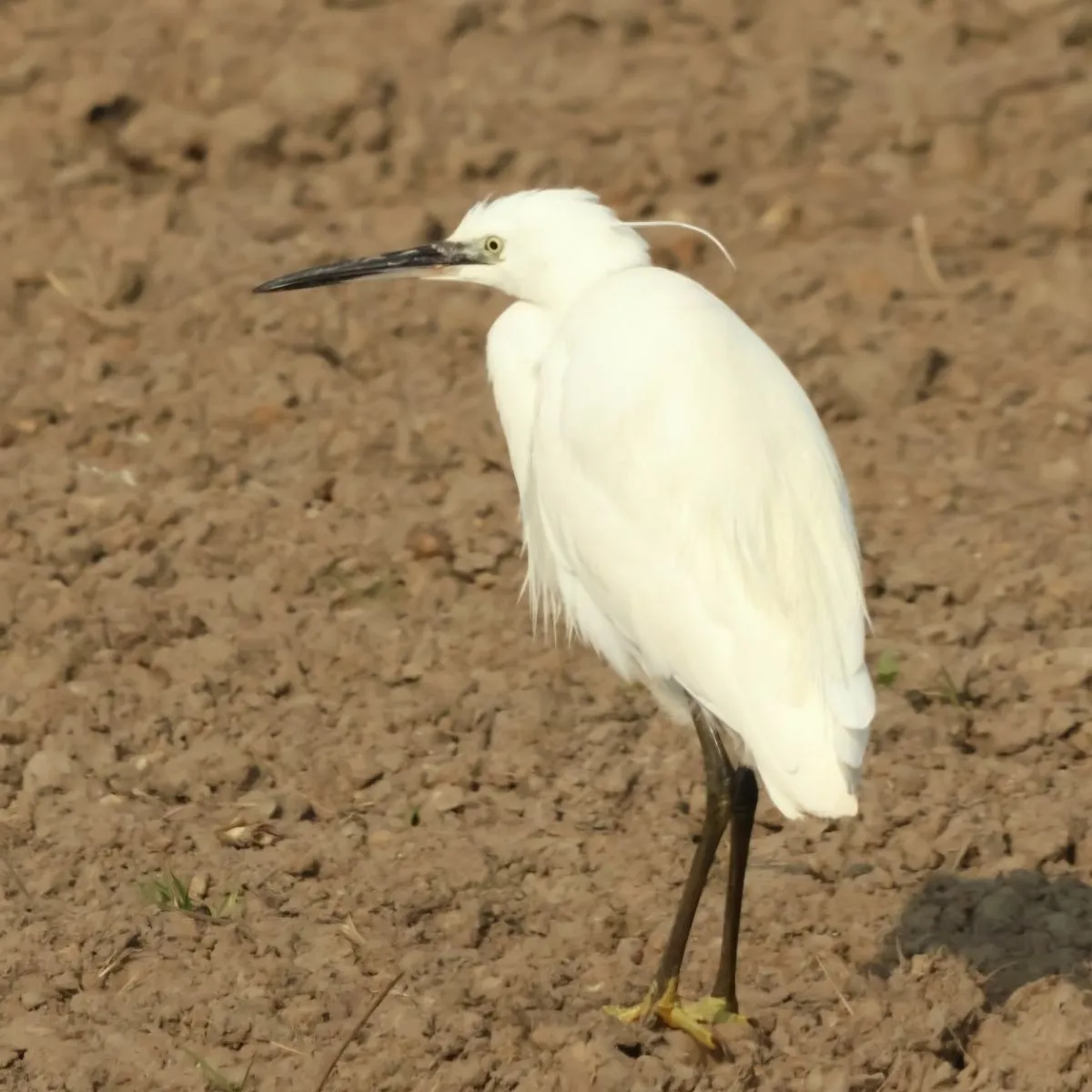 Spotted Little Egret
