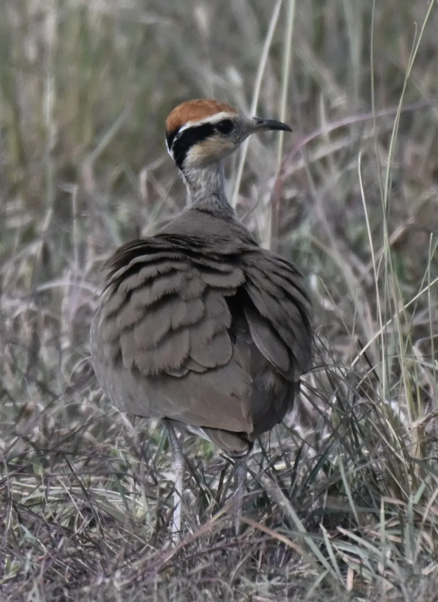 Waargenomen Temmincks renvogel