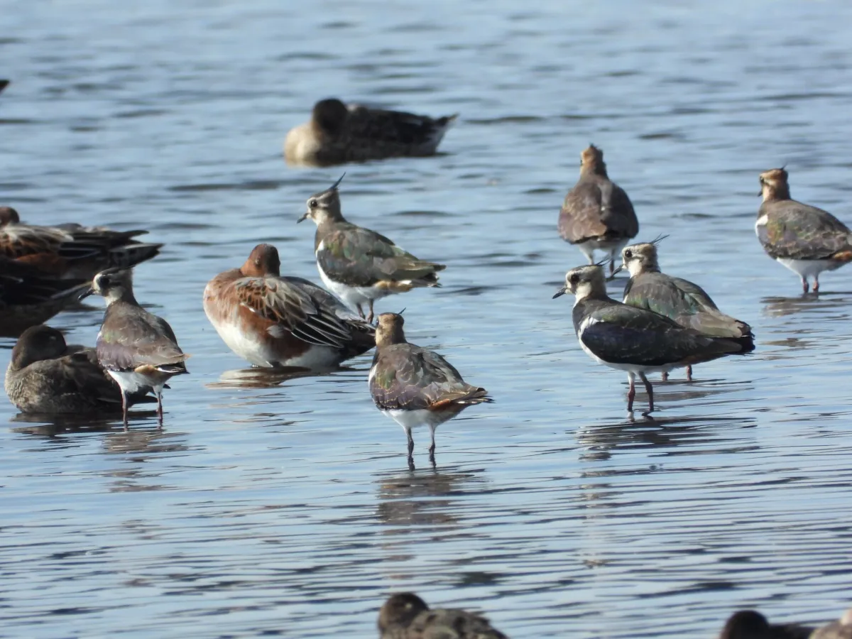 Spotted Northern Lapwing