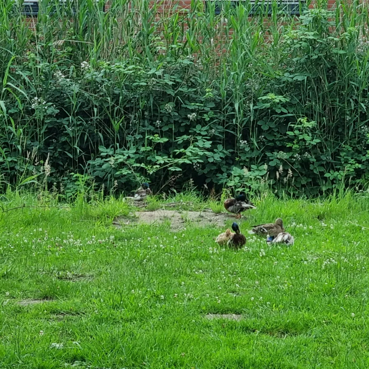Spotted Mallard