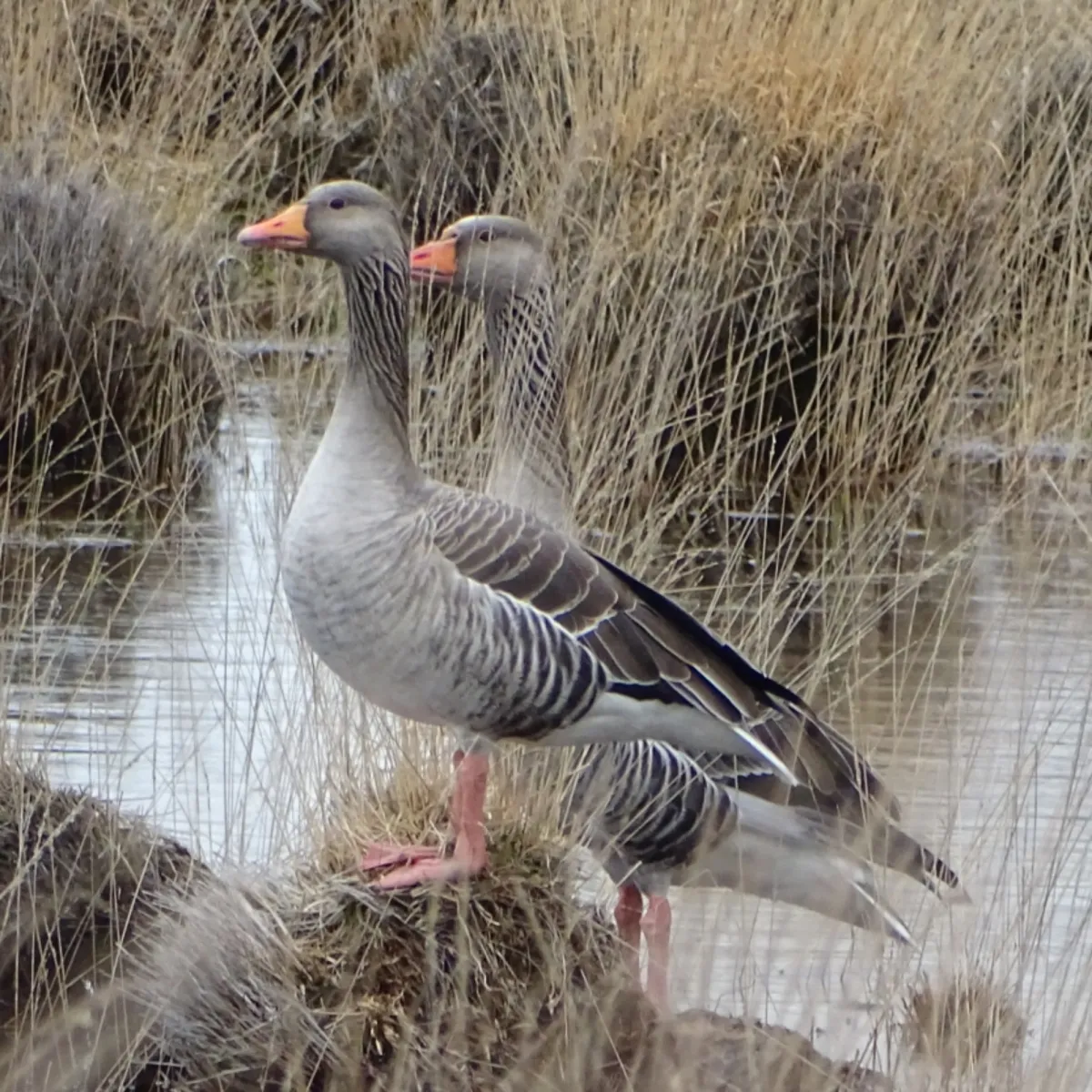 Gespotte Grauwe gans