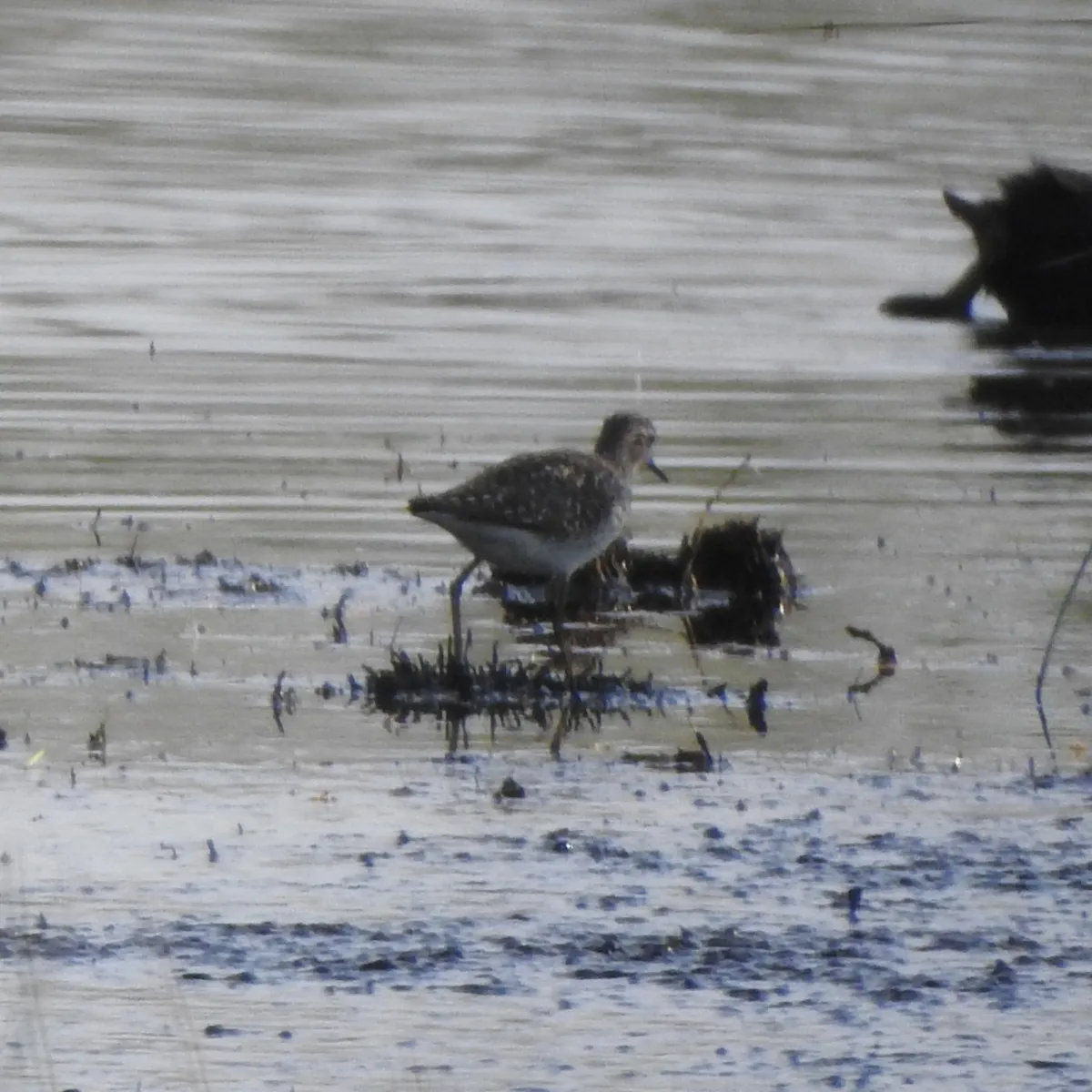 Spotted Wood Sandpiper