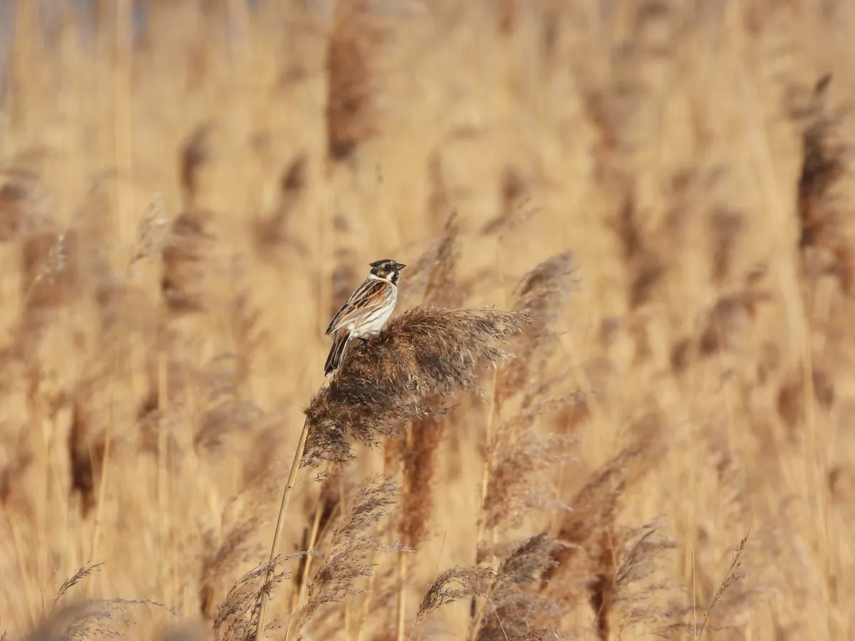 Spotted Reed Bunting