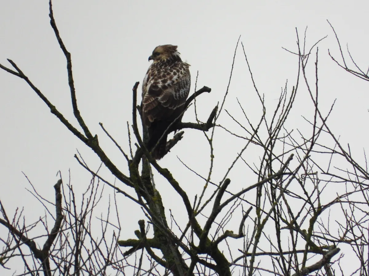 Gespotte Buizerd