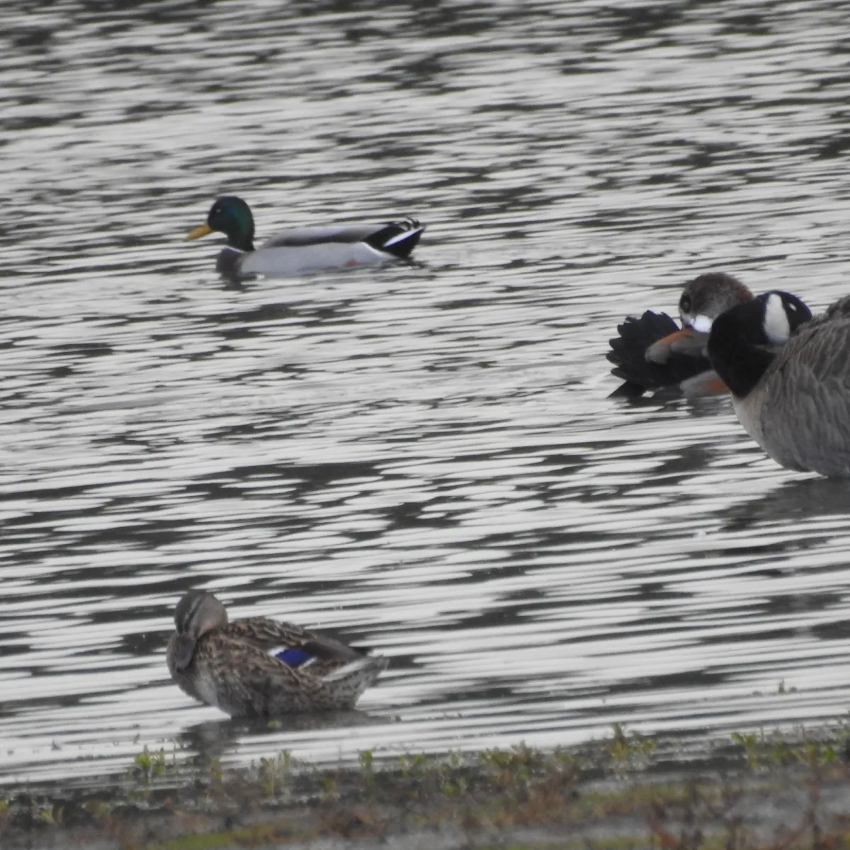 Spotted Mallard