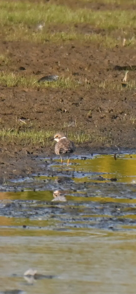 Spotted Little Ringed Plover