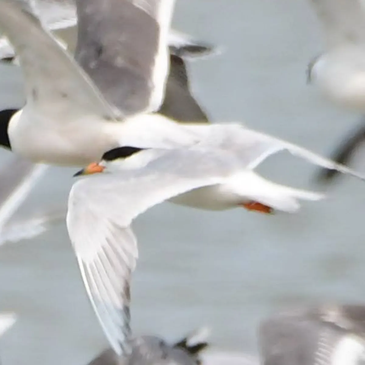 Gespotte Forsters stern