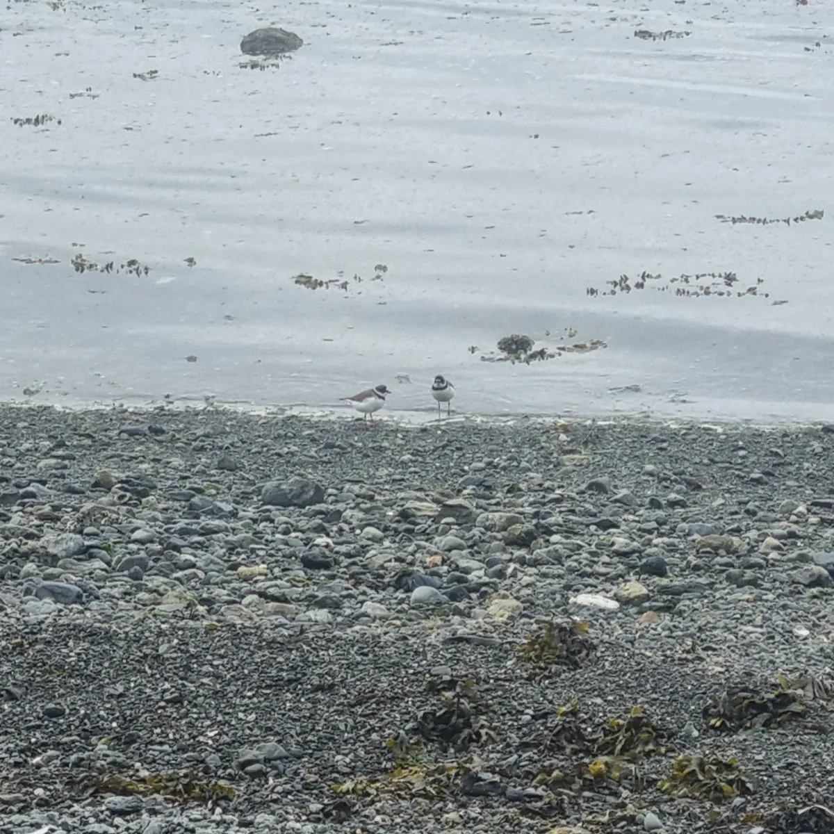 Spotted Semipalmated Plover