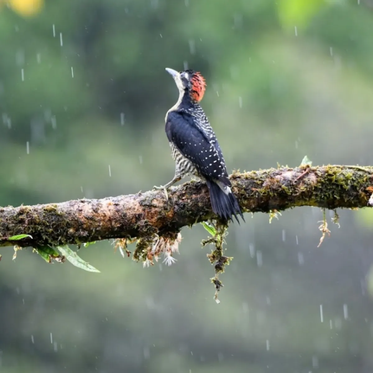 Gespotte Zwartwangspecht