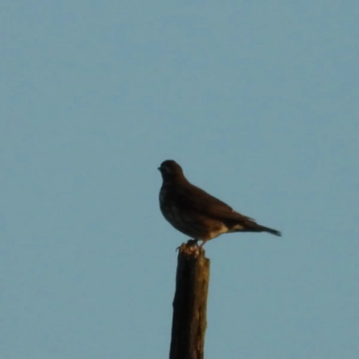 Spotted Redwing