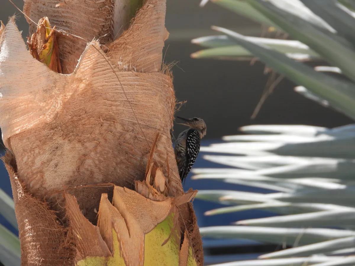 Spotted Gila Woodpecker