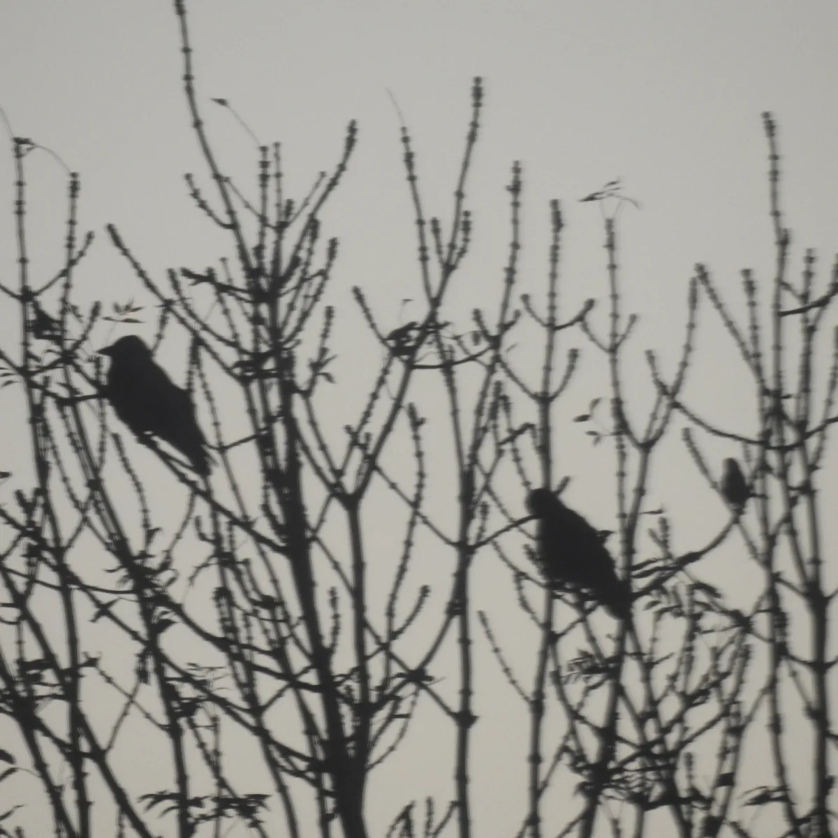 Spotted Eurasian Jackdaw
