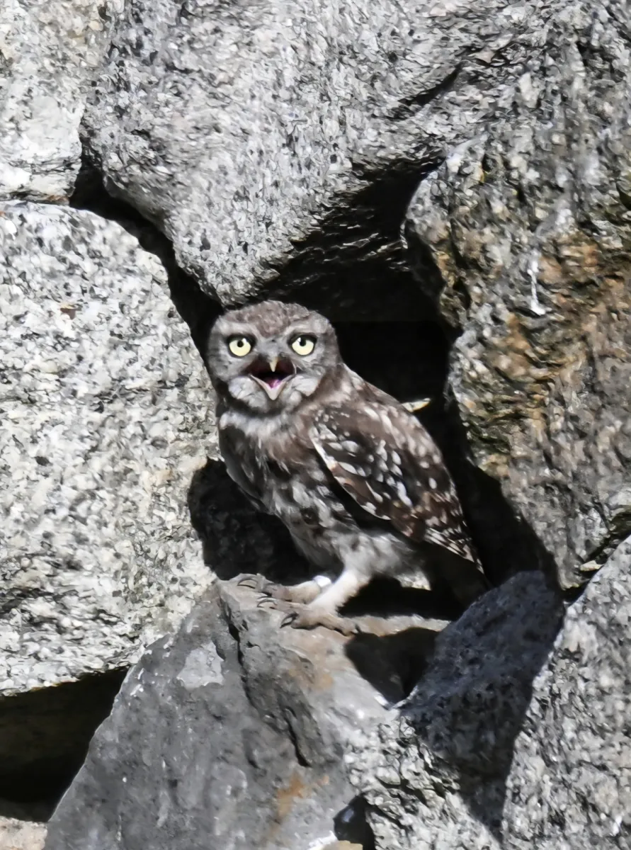 Spotted Little Owl