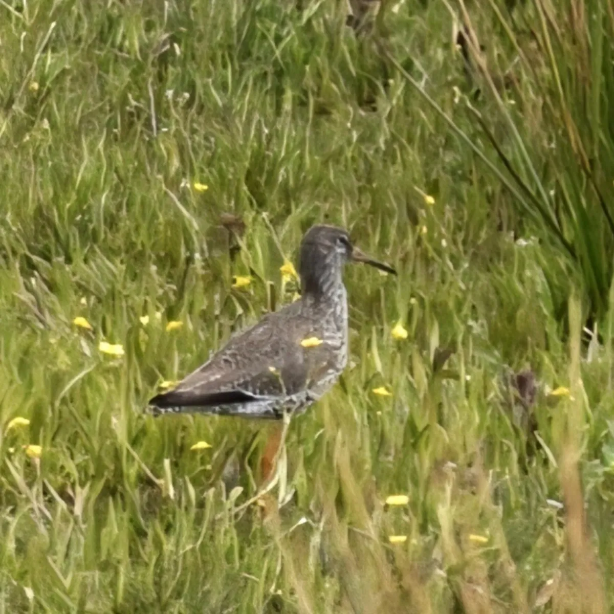 Spotted Common Redshank