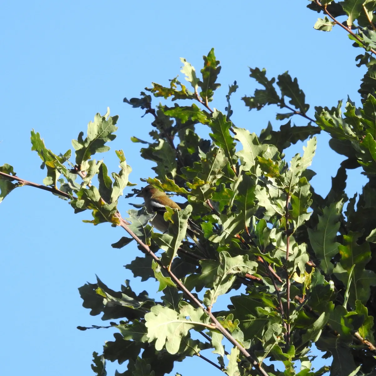 Spotted Common Chaffinch