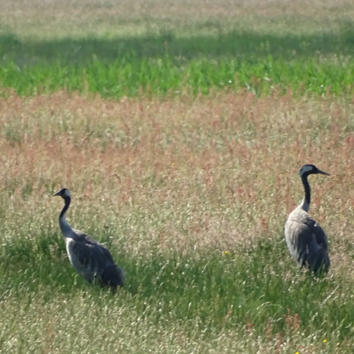 Waargenomen Kraanvogel
