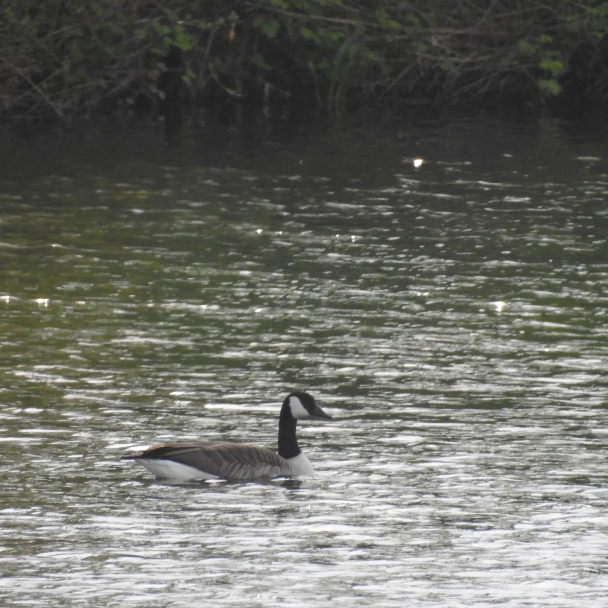 Gespotte Grote Canadese gans