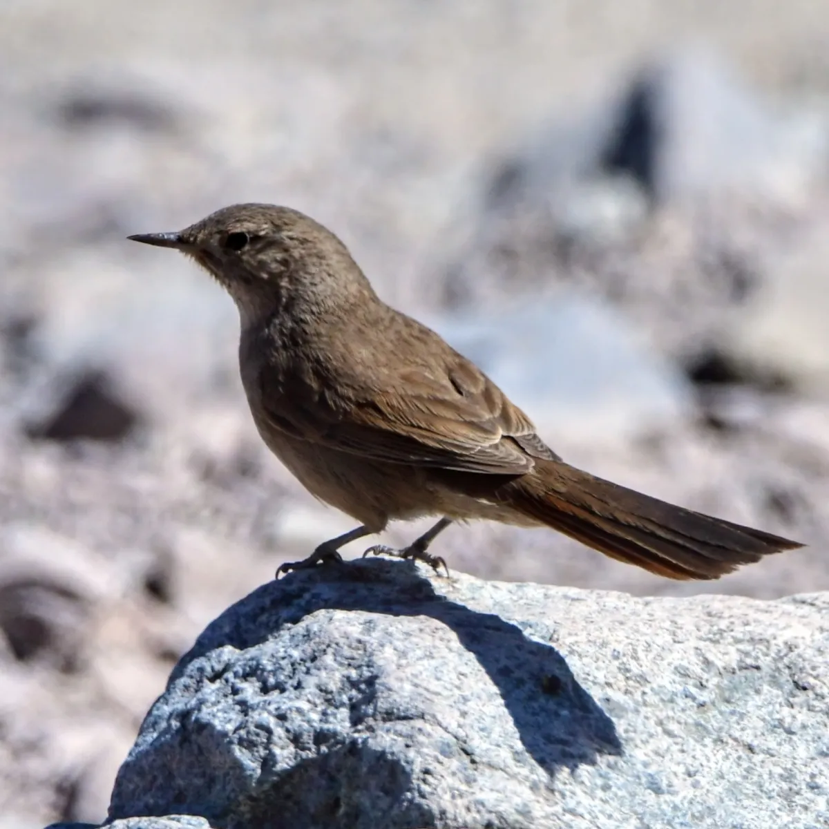 Spotted Sharp-billed Canastero