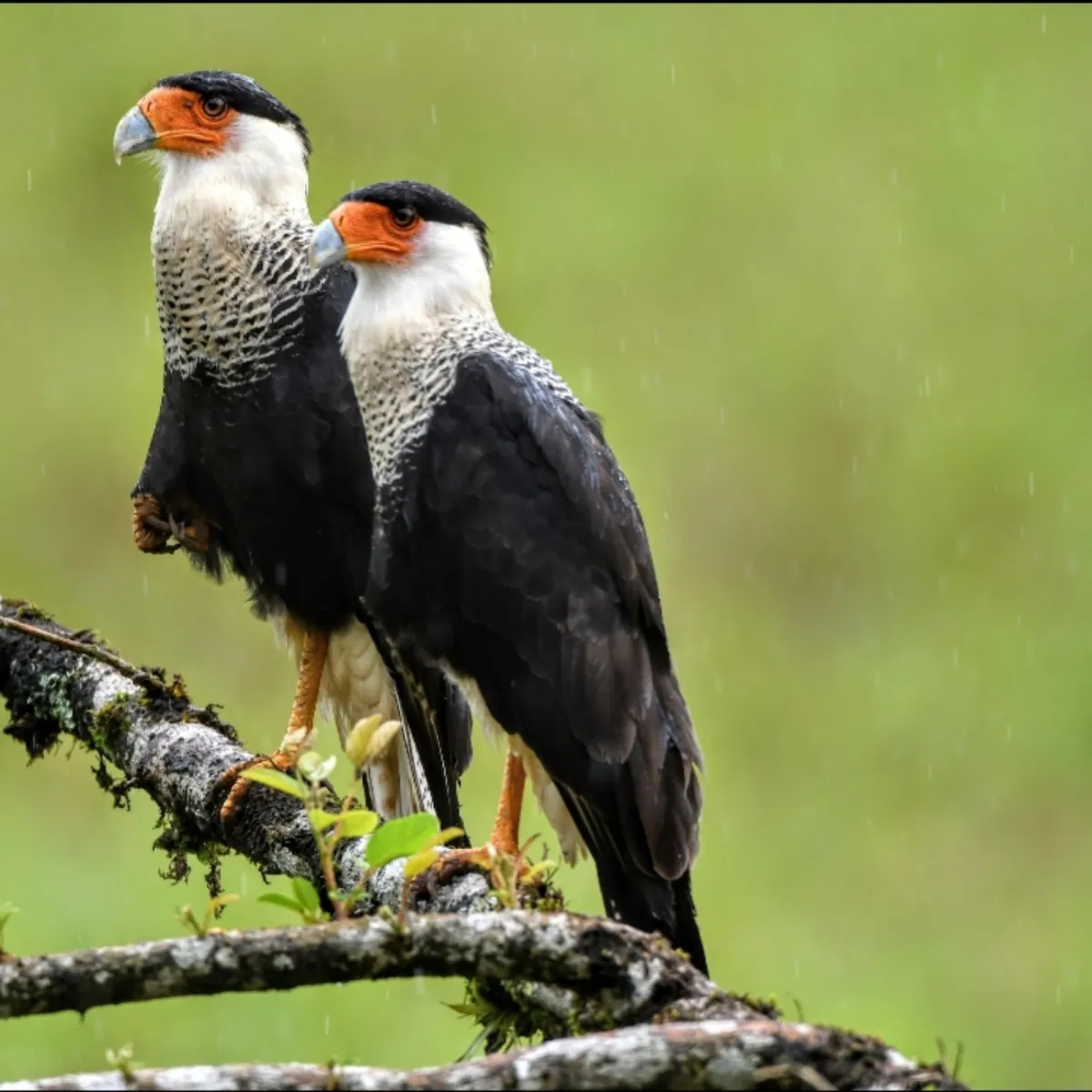 Gespotte Kuifcaracara