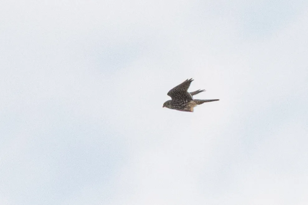 Spotted Merlin