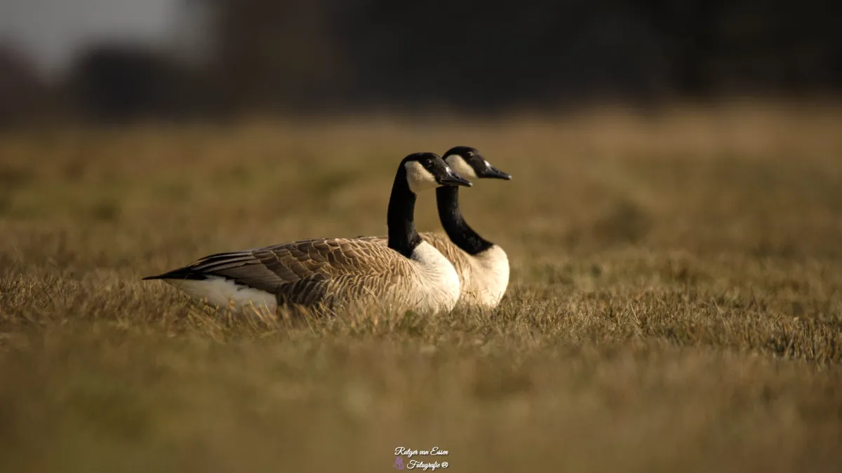 Spotted Canada Goose