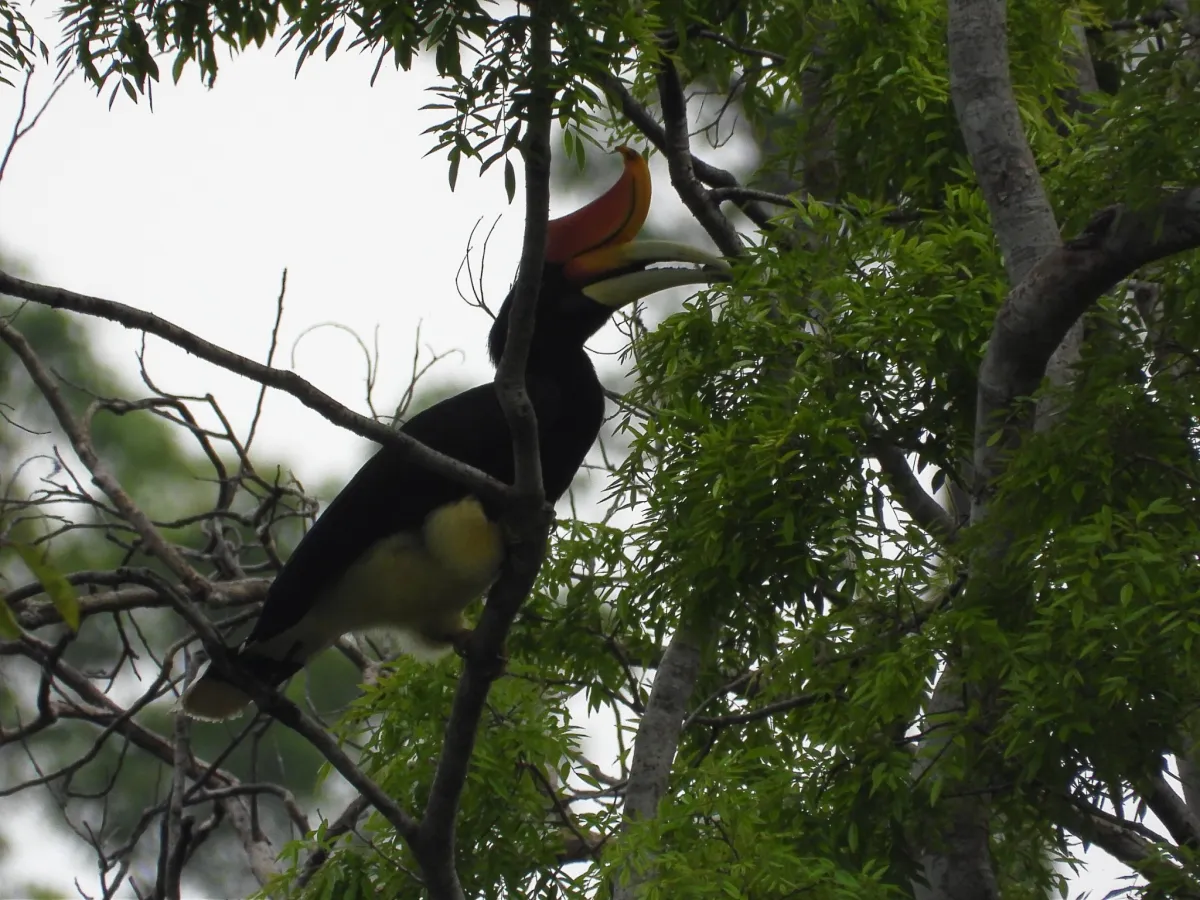 Gespotte Gewone neushoornvogel