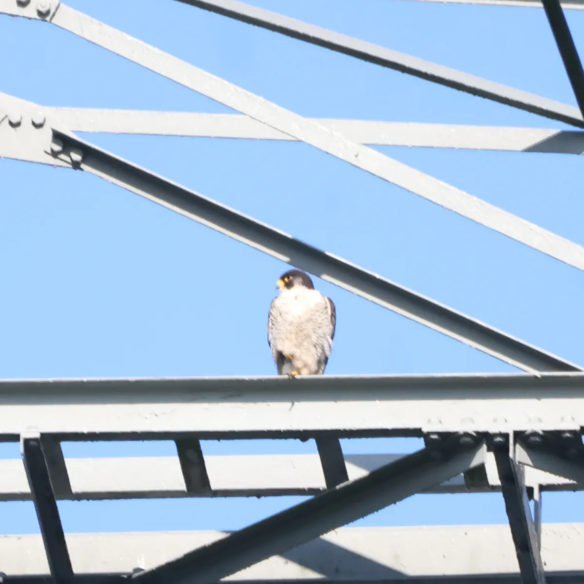 Spotted Peregrine Falcon