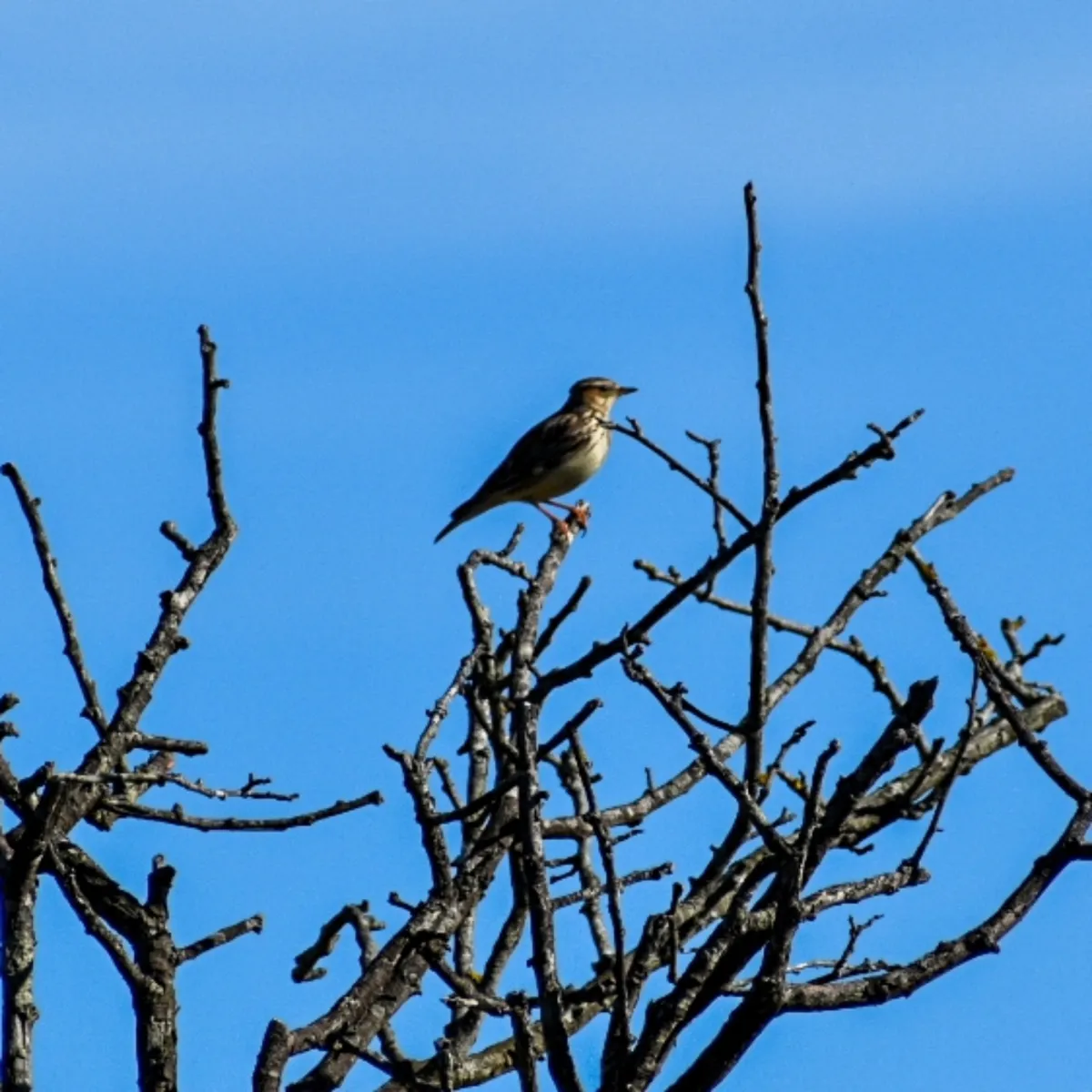 Gespotte Boomleeuwerik