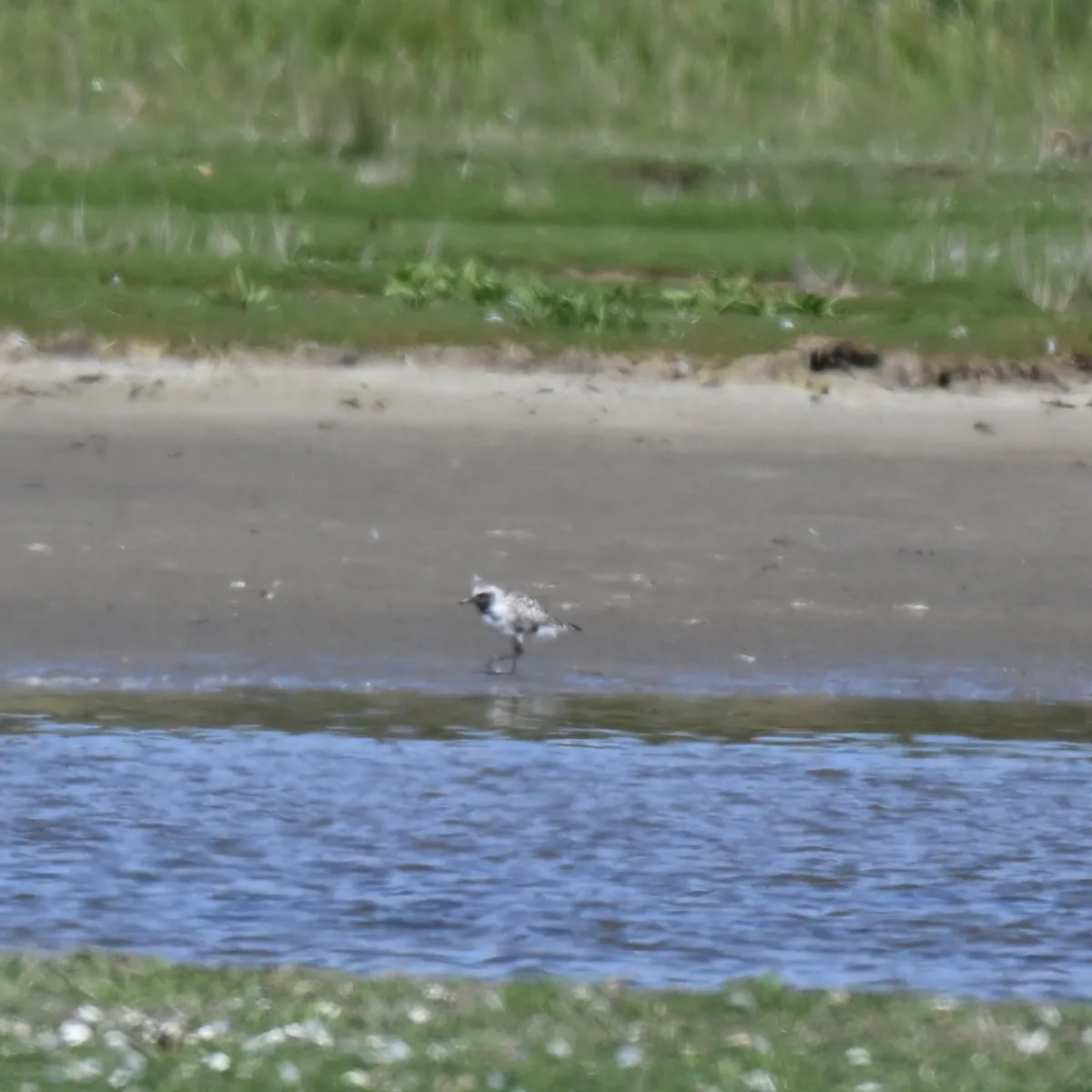 Spotted Black-bellied Plover