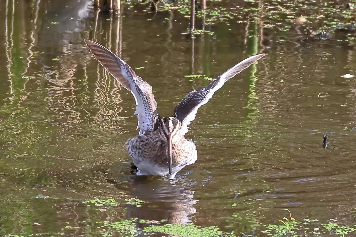 Waargenomen Watersnip