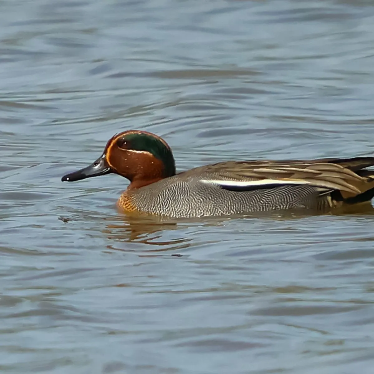 Spotted Green-winged Teal