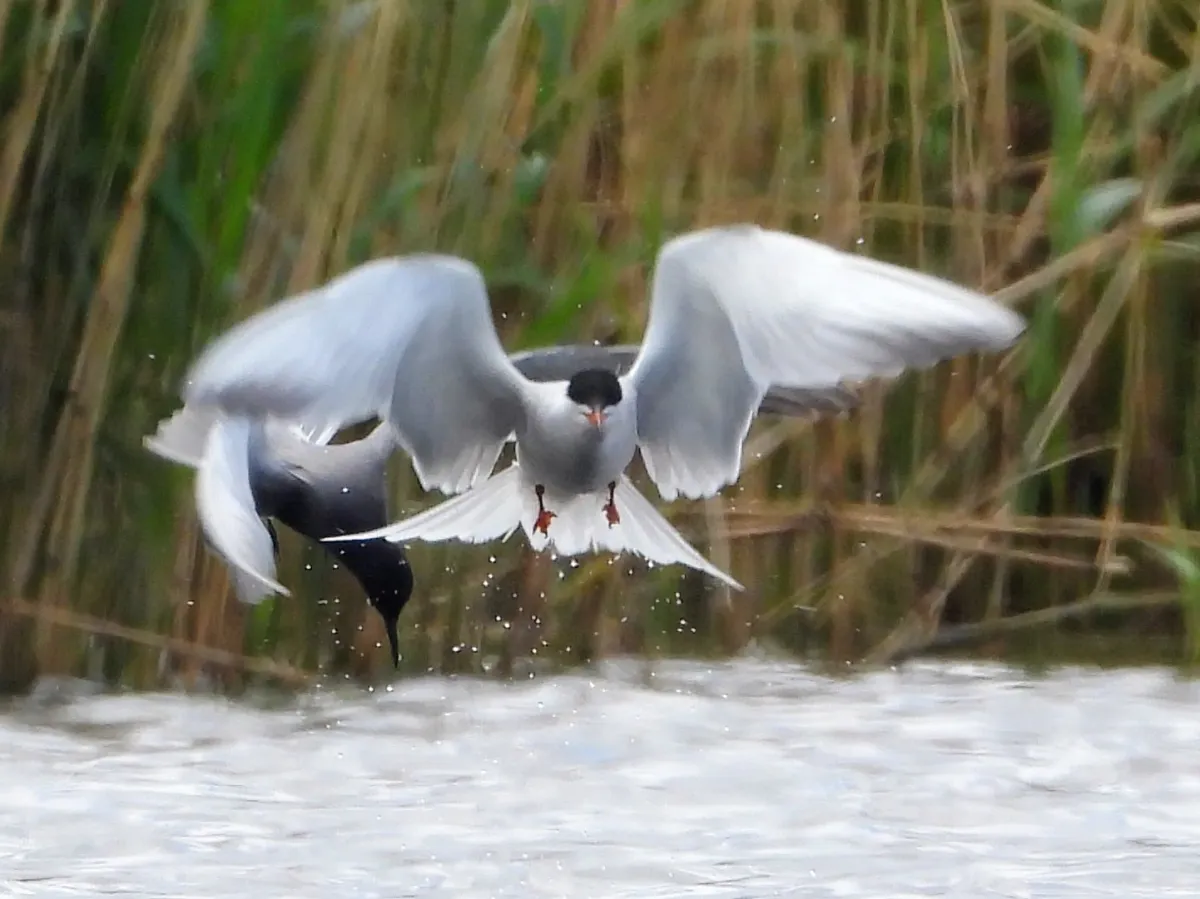 Spotted Common Tern