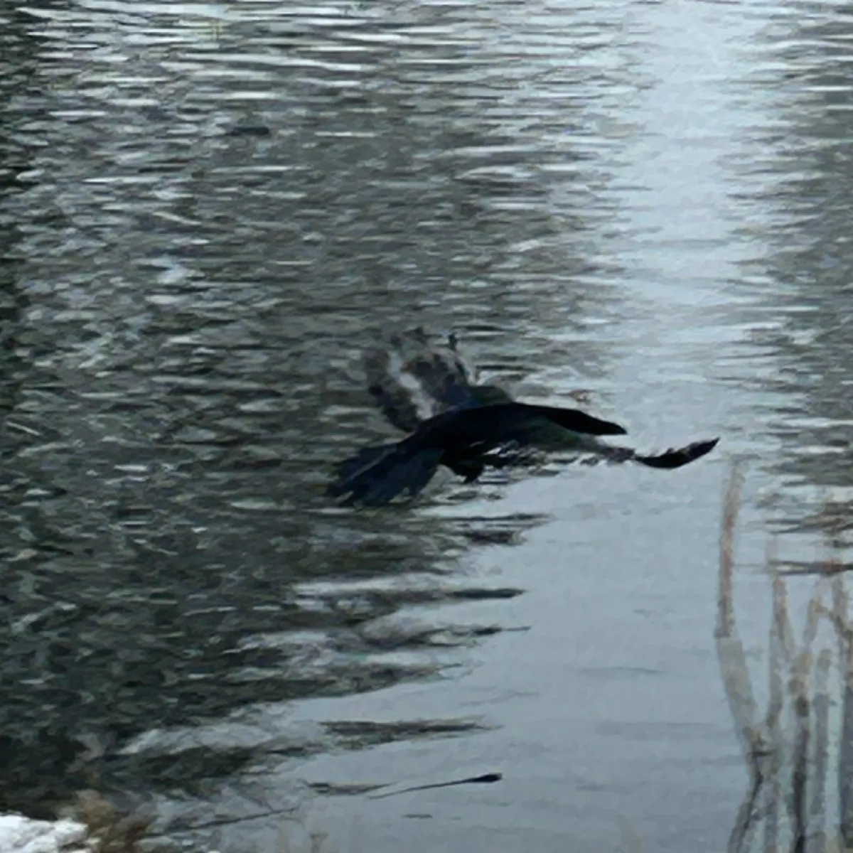 Spotted Eurasian Jackdaw