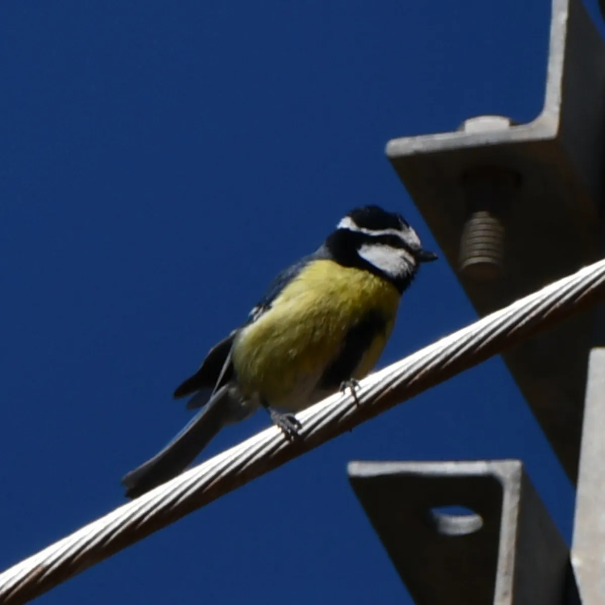 Gespotte Afrikaanse pimpelmees