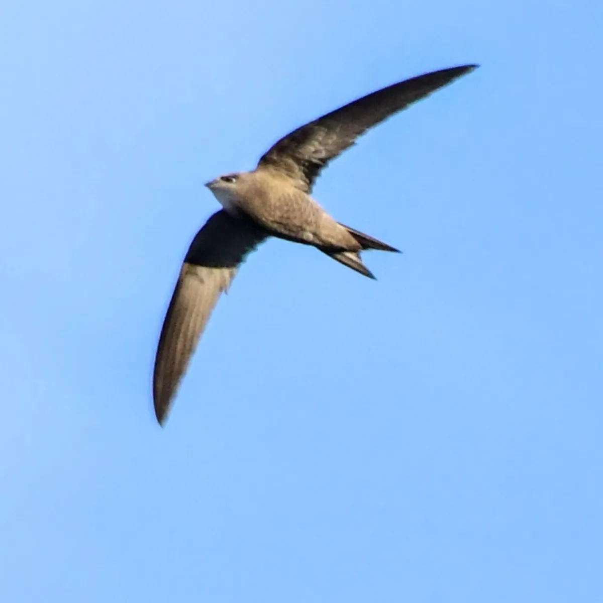 Gespotte Vale gierzwaluw