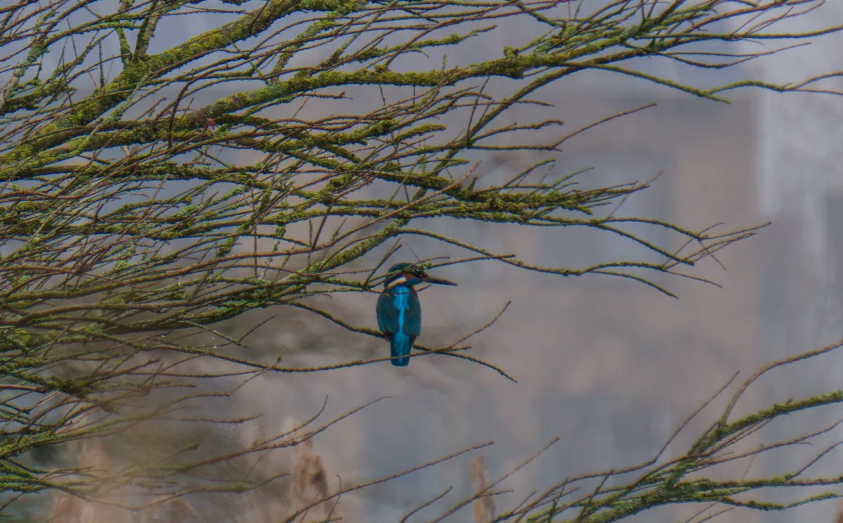 Spotted Common Kingfisher