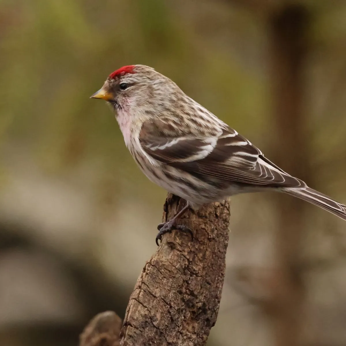 Spotted Redpoll