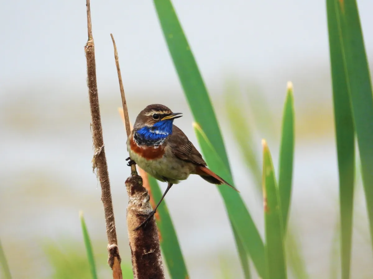 Waargenomen Blauwborst