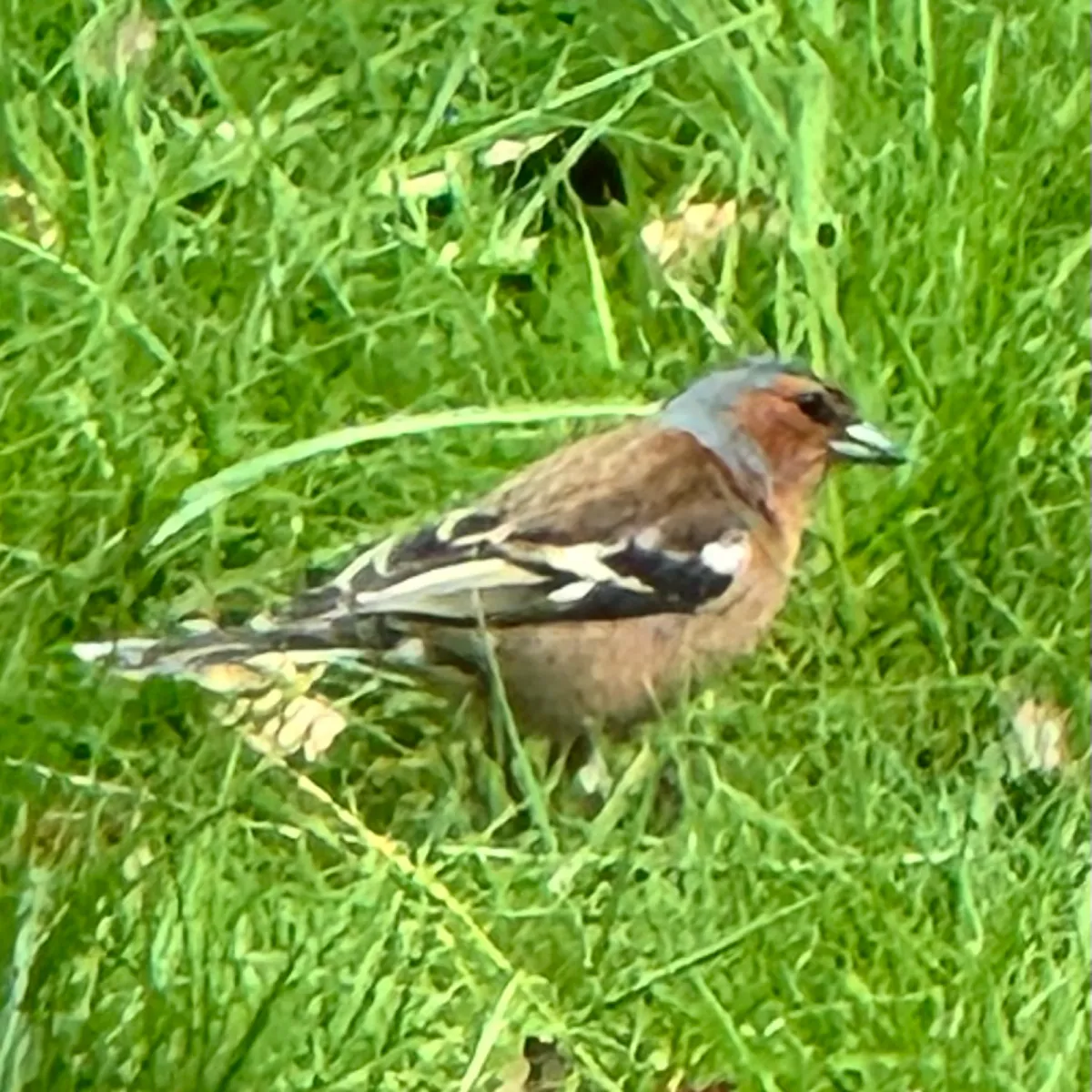 Gespotte Vink