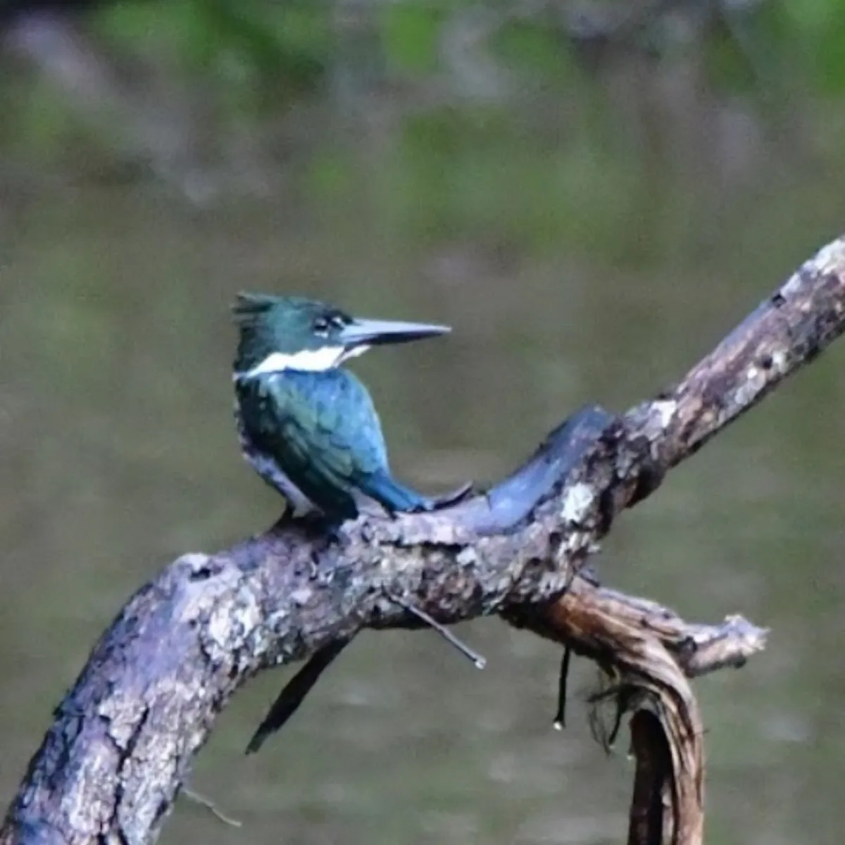 Spotted Amazon Kingfisher