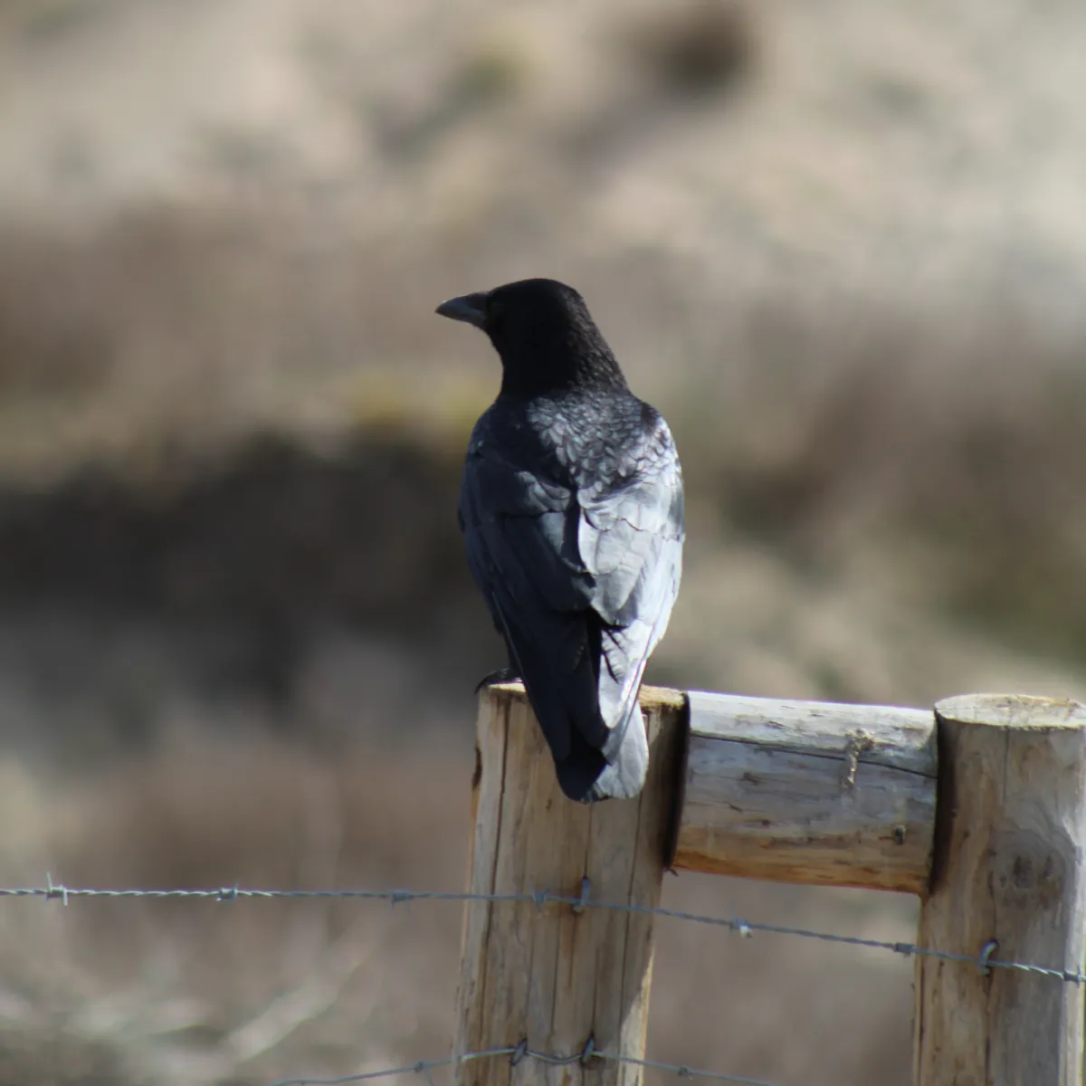 Spotted Carrion Crow