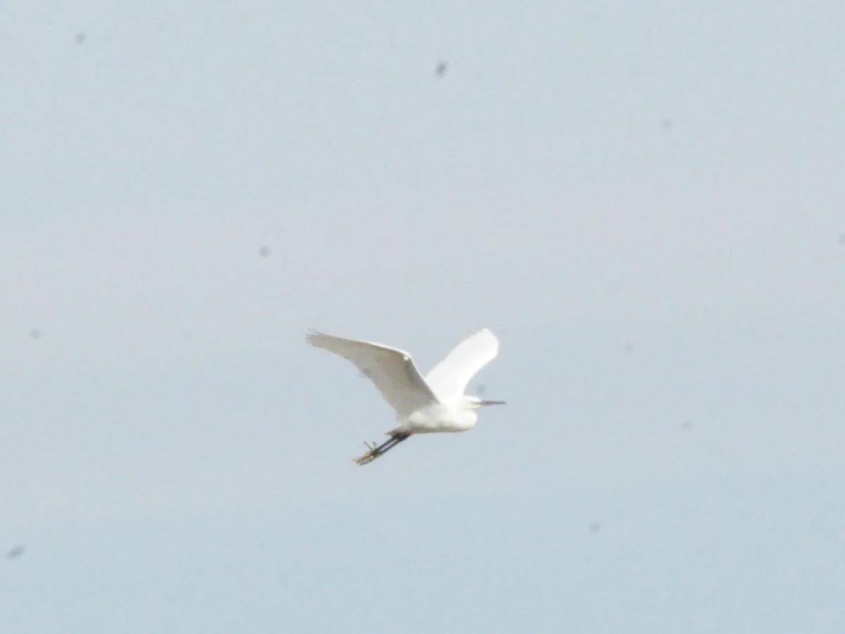 Gespotte Kleine zilverreiger