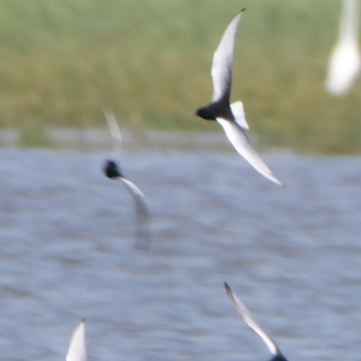 Spotted White-winged Tern