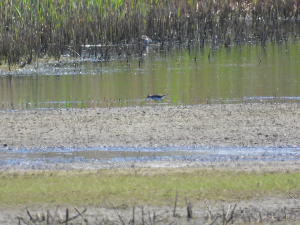 Spotted Common Greenshank