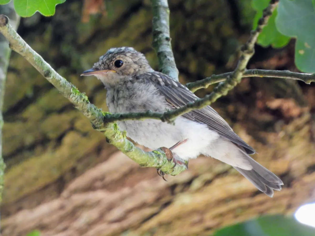 Spotted Spotted Flycatcher
